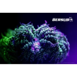 FLUORDIVE Filtre Jaune Pour Masque - Big Blue -Vitesse et Profondeur fluordive filtre jaune pour masque big blue 3