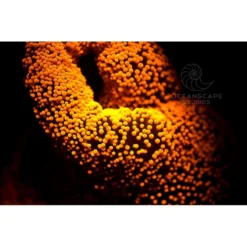 FLUORDIVE Filtre Jaune Pour Masque - Big Blue -Vitesse et Profondeur fluordive filtre jaune pour masque big blue 4