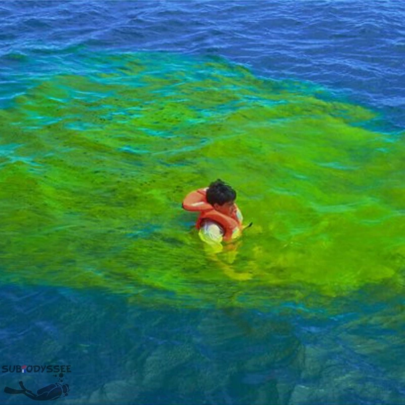 Sachet De Fluorescine 40g Dans Une Pochette étanche 3 Sachet De Fluorescine 40g Dans Une Pochette étanche – Image 3